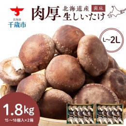 【ふるさと納税】菌床 生しいたけ 900g×2 大きい 肉厚 シイタケ 椎茸 生椎茸 生シイタケ 千歳 北海道 《 あしだファーム 》