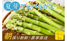 【ふるさと納税】【朝採り直送】夏芽アスパラガス 1kg（2L-Lサイズ）福岡県産 2024年