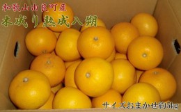 【ふるさと納税】【産直】和歌山由良町産の木成り熟成八朔約5kg(サイズおまかせ) / 果物 くだもの フルーツ 蜜柑 みかん 