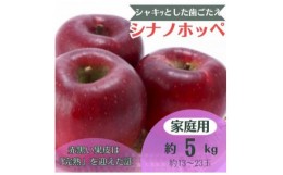 【ふるさと納税】りんご シナノホッペ 約5kg 家庭用 (13玉〜23玉)【1495969】