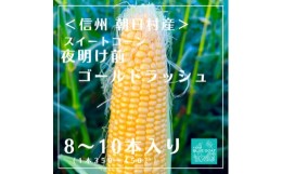 【ふるさと納税】＜信州朝日村産＞ 夜明け前 ゴールドラッシュ　8〜10本　【1499365】