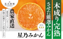 【ふるさと納税】星乃みかん園のみかん(5kg)＜C45-55＞【1339340】