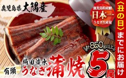 【ふるさと納税】【丑の日までに配送】楠田の極うなぎ 蒲焼き 170g以上×5尾(計850g以上) c7-004-us