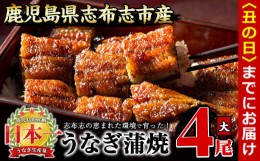 【ふるさと納税】【丑の日までに配送】うなぎの大楠＜大＞4尾セット計600g(150g×4) b8-026-us