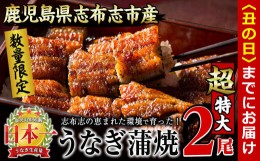 【ふるさと納税】【丑の日までに配送】【数量限定】うなぎの大楠＜超特大＞2尾セット計380g以上(190g×2) a7-002-us