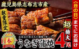 【ふるさと納税】【丑の日までに配送】【数量限定】うなぎの大楠＜超特大＞4尾セット計760g以上(190g×4) c3-022-us