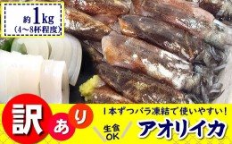 【ふるさと納税】【数量限定】わけありアオリイカ　1ｋｇ　とれたままを冷凍　下処理未　生食可