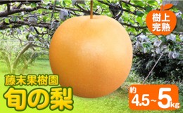 【ふるさと納税】【先行予約】 梨 旬の梨 約 4.5~5kg  藤末果樹園 熊本県荒尾市産 《7月中旬-10月中旬頃出荷》フルーツ 果物 荒尾梨 はつ