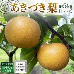 【ふるさと納税】【 先行予約 】茨城県産 梨 あきづき 約 5kg 8玉〜12玉 ( 茨城県共通返礼品 : 常陸太田市 )  【 2024年 9月中旬頃より発