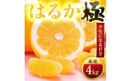 【ふるさと納税】＜太陽をたっぷり浴びた＞はるか＜極＞4kg＜C49-48＞【1509745】