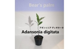 【ふるさと納税】アダンソニア ディギタータ　Adansonia digitata_栃木県大田原市生産品_Bear‘s palm