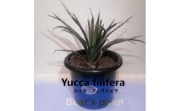 【ふるさと納税】ユッカフィリフェラ　Yucca filifera_栃木県大田原市生産品_Bear‘s palm