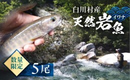 【ふるさと納税】白川村産 天然岩魚 イワナ 5尾 10000円 [S802]