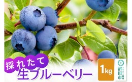 【ふるさと納税】《2024年7月上旬以降発送》採れたて！生ブルーベリー1kg【群馬県沼田市利根町産】