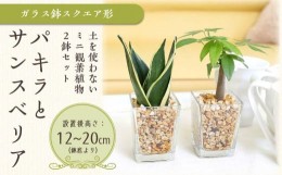 【ふるさと納税】【観葉植物】土を使わないで清潔なミニ観葉植物 ゼオライト植え・ガラス鉢 スクエア形 2鉢セット（パキラとサンスベリア