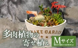 【ふるさと納税】多肉植物の寄せ植え　Mサイズ_M238-008_02