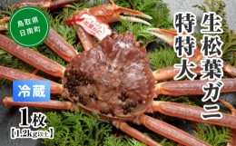 【ふるさと納税】【早期先行予約】【離島発送不可】活松葉ガニ 特特大 【1枚・1.2kg以上】 川口商店 松葉ガニ 松葉がに かに 蟹 カニ 鳥