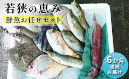 【ふるさと納税】【祝北陸新幹線延伸】【定期便 6か月連続】若狭の恵み 鮮魚ボックス（種類はお任せ）