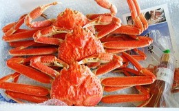 【ふるさと納税】【 国産日本海の松葉蟹をボイルでお届け！ 】【先行予約】 ボイルでお届け。ボイル本松葉蟹（規格外品タグなし）＜12月1