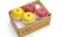 【ふるさと納税】信州小諸　松井農園のサンふじ・シナノゴールド詰合せ　約2kg 果物類・林檎・りんご・リンゴ