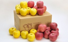 【ふるさと納税】信州小諸　松井農園のサンふじ・シナノゴールド詰合せ　約10kg 果物類・林檎・りんご・リンゴ