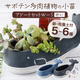 【ふるさと納税】サボテン多肉植物の小苗アソートセットＷーＳ（棘なし）　【寄せ植え説明書付】