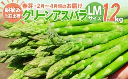 【ふるさと納税】先行予約 アスパラ LMサイズ 1.2kg 朝採り 直送 春芽 グリーンアスパラガス 朝採れ 数量限定 【2025年2月から4月お届け