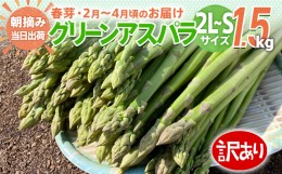 【ふるさと納税】数量限定 訳あり 規格外 アスパラ 2L〜Sサイズ 1.5kg 朝採り 直送 春芽 グリーンアスパラガス 朝採れ 先行予約 【2025年