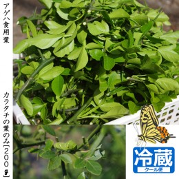 【ふるさと納税】＜すだ農園＞アゲハ 食用葉 (食樹)◇ カラタチの葉のみ《200g入》冷蔵便 《蝶 幼虫 餌》　※配送不可地域あり　※2024年