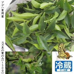 【ふるさと納税】＜すだ農園＞アゲハ 食用葉 (食樹)◇ ユズ 系の葉のみ《150g入》 冷蔵便｜蝶 幼虫 餌　※北海道・沖縄・離島への配送不