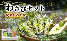 【ふるさと納税】とれたて わさび セット 滝 鮫皮おろし付 生産者直送 生わさび 2本 手作り わさび漬け 天城の春 三杯酢漬け わさびみそ 