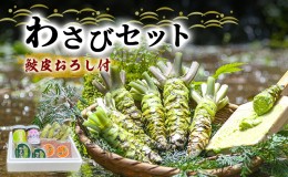 【ふるさと納税】とれたて わさび セット 池 鮫皮おろし付 伊豆わさび食品直送 生わさび 4本 手作り わさび漬け 天城の春 三杯酢漬け わ