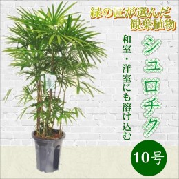 【ふるさと納税】【E5-002】緑の匠が選んだ観葉植物　素敵な空間づくりに シュロチク　10号