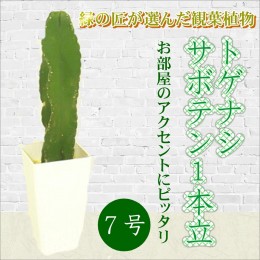 【ふるさと納税】【B6-006】緑の匠が選んだ観葉植物　素敵な空間づくりに　トゲナシサボテン　1本立　7号