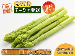 【ふるさと納税】【先行予約2024年産】佐藤農園の夏アスパラガス！約1.5kg+100g（S〜2L不揃い）【訳あり】【7月〜9月発送】青森県鰺ヶ沢