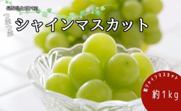 【ふるさと納税】2024年発送 先行予約 粒粒シャインマスカット約1kg 訳あり 産地直送  長野 おすすめ フルーツ ぶどう シャインマスカッ