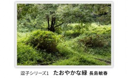 【ふるさと納税】写真家長島敏春　オリジナルプリント 「逗子シリーズ1　たおやかな緑」フレーム付き