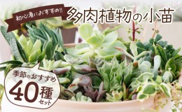 【ふるさと納税】多肉植物の小苗４０本セット（４０種類アソート）