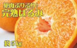 【ふるさと納税】果肉ぷりぷり!完熟はるみ5kg　※2025年2月上旬頃〜下旬頃に順次発送予定(お届け日指定不可)