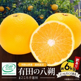 【ふるさと納税】ZE6167n_【先行予約】和歌山県産 有田の 八朔 (はっさく)【訳あり 家庭用】6kg(S〜4Lサイズ混合)【まごころ手選別】