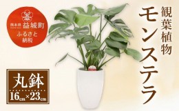 【ふるさと納税】モンステラ 観葉植物 丸鉢(幅16cm×高さ23cm) 