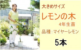 【ふるさと納税】鉢植え レモンの木 大きめサイズ 4年生 苗 5本 配送不可 北海道 沖縄 離島