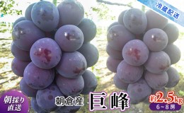 【ふるさと納税】巨峰 2024年発送 約2.5kg 旬菜板屋 配送不可 離島