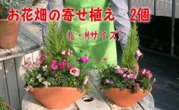 【ふるさと納税】植木 寄植え 可愛いお花畑の寄せ植え L・Mサイズ 2個セット 配送不可 北海道 沖縄 離島