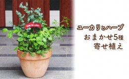 【ふるさと納税】ユーカリとハーブ5種 寄せ植え テラコッタ鉢 24cm 植物 ガーデン インテリア