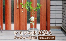 【ふるさと納税】苗木 レモン レモンの木 鉢植え アンティーク風 鉢 27cm ※配送不可:北海道、沖縄、離島