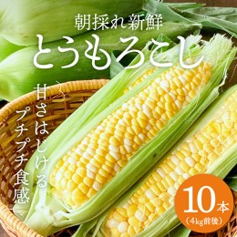 【ふるさと納税】朝どり とうもろこし 10本（4kg前後）【2024年先行予約】よしよし畑 農家直送 朝どれ 新鮮 兵庫県産 キャンプ BBQ アウ