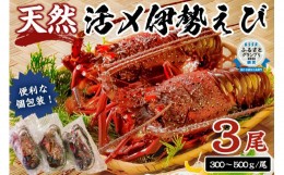 【ふるさと納税】【天然】甘み凝縮！活〆冷凍伊勢海老900ｇ以上（300ｇ×3尾） mi0020-0003 伊勢海老 伊勢エビ 伊勢 海老 エビ えび魚介 