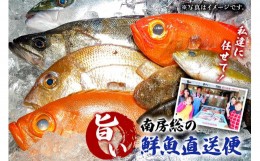 【ふるさと納税】私達に任せてみませんか　南房総の旨い鮮魚直送便 mi0051-0004