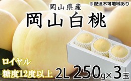 【ふるさと納税】桃 2024年 先行予約 岡山 白桃 ロイヤル 3玉×約250g（2Lサイズ）JAおかやまのもも（早生種・中生種） もも モモ 岡山県